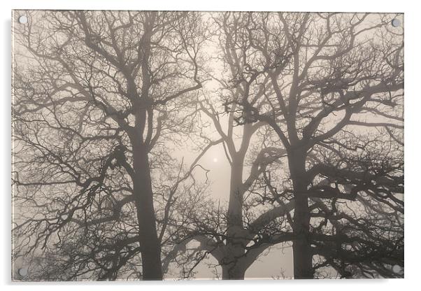 Early morning sun and trees in fog. Acrylic by Liam Grant
