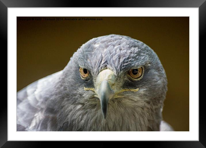 Grey Buzzard Eagle Framed Mounted Print by Keith Thorburn EFIAP/b