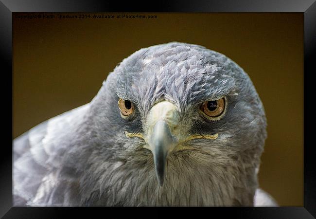 Grey Buzzard Eagle Framed Print by Keith Thorburn EFIAP/b