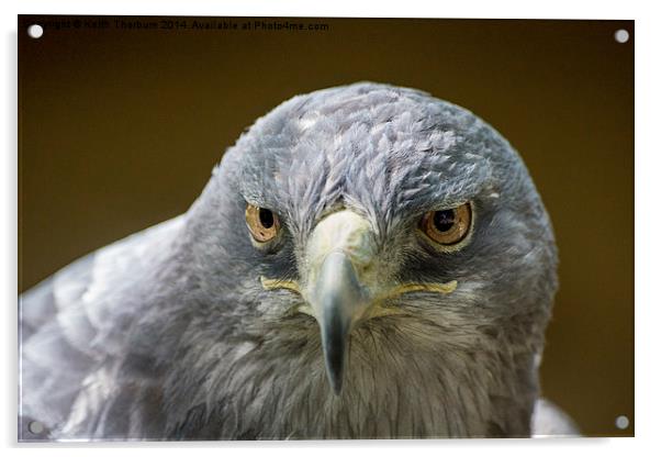 Grey Buzzard Eagle Acrylic by Keith Thorburn EFIAP/b