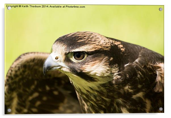 Lanner Falcon Acrylic by Keith Thorburn EFIAP/b