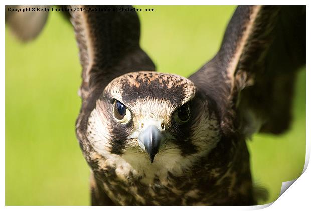 Lanner Falcon Print by Keith Thorburn EFIAP/b