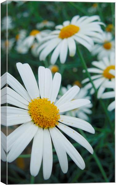 daisies into the distance Canvas Print by Heather Newton