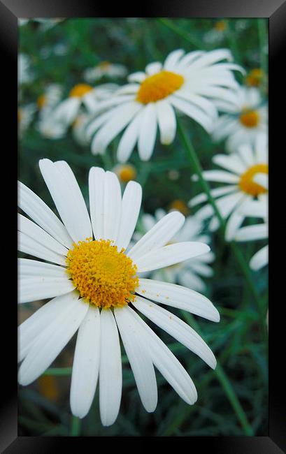 daisies into the distance Framed Print by Heather Newton