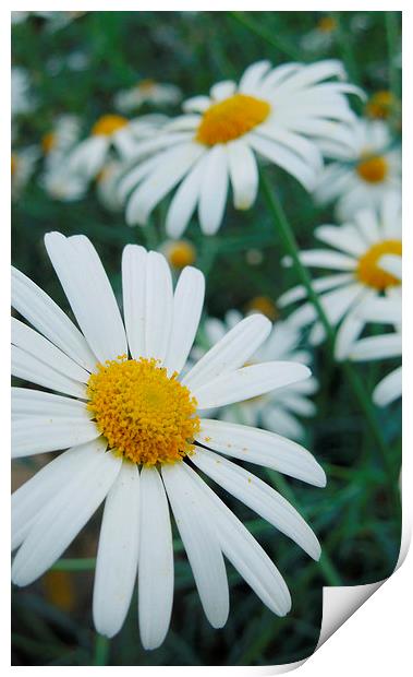 daisies into the distance Print by Heather Newton
