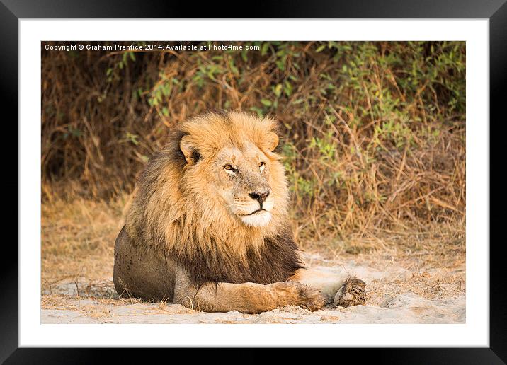 Magnificent Lion Framed Mounted Print by Graham Prentice