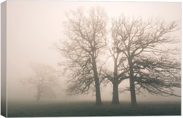 Early morning sun and trees in fog. Canvas Print by Liam Grant