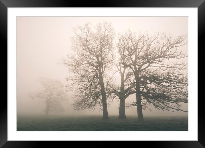 Early morning sun and trees in fog. Framed Mounted Print by Liam Grant