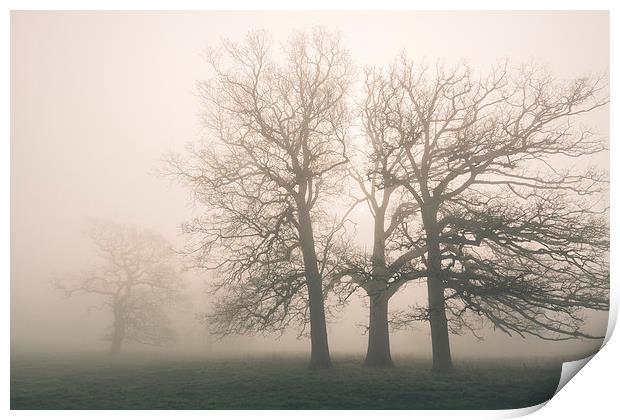 Early morning sun and trees in fog. Print by Liam Grant
