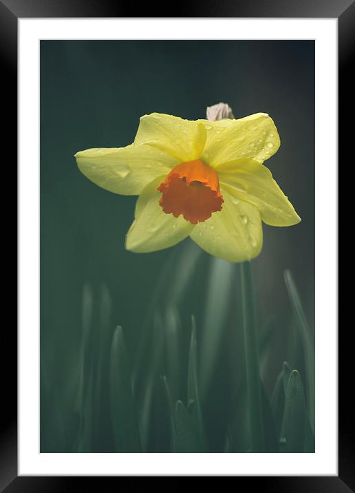 Wild Daffodil with orange center. Framed Mounted Print by Liam Grant