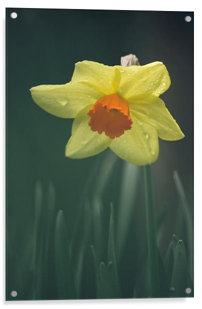 Wild Daffodil with orange center. Acrylic by Liam Grant