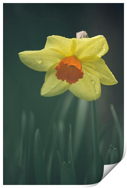 Wild Daffodil with orange center. Print by Liam Grant