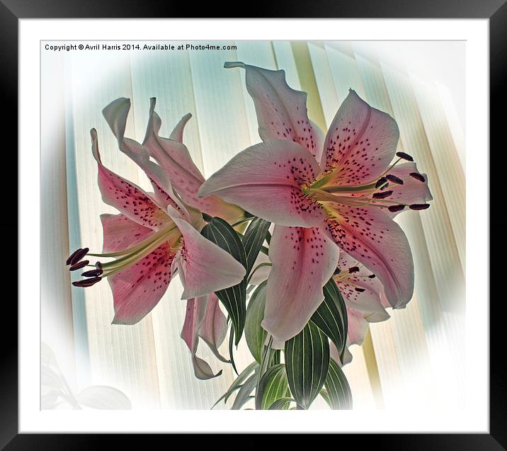 Muscadet Lily Framed Mounted Print by Avril Harris