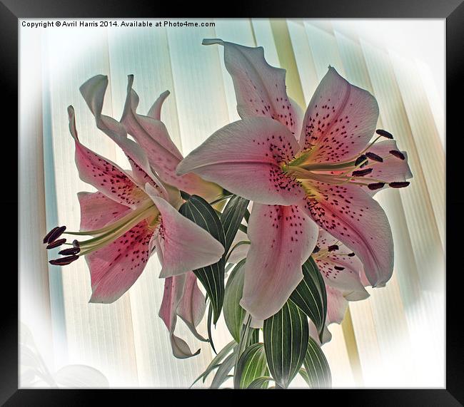 Muscadet Lily Framed Print by Avril Harris