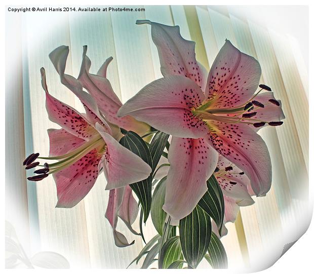 Muscadet Lily Print by Avril Harris