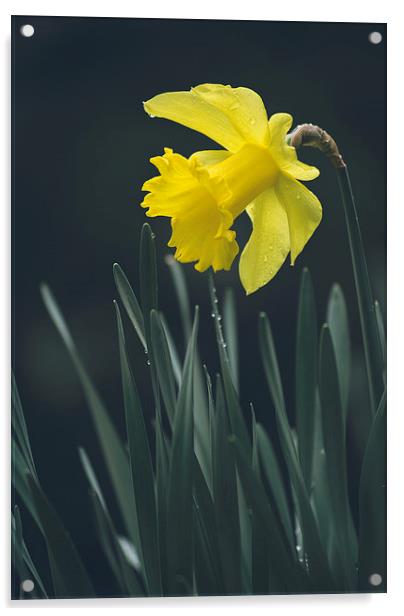 Wild yellow Daffodil. Acrylic by Liam Grant