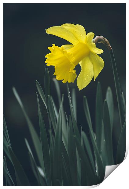 Wild yellow Daffodil. Print by Liam Grant