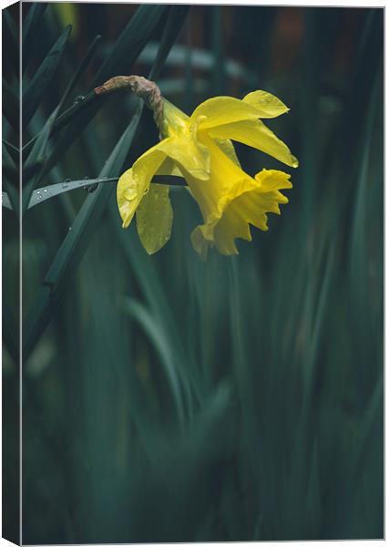 Wild yellow Daffodil. Canvas Print by Liam Grant