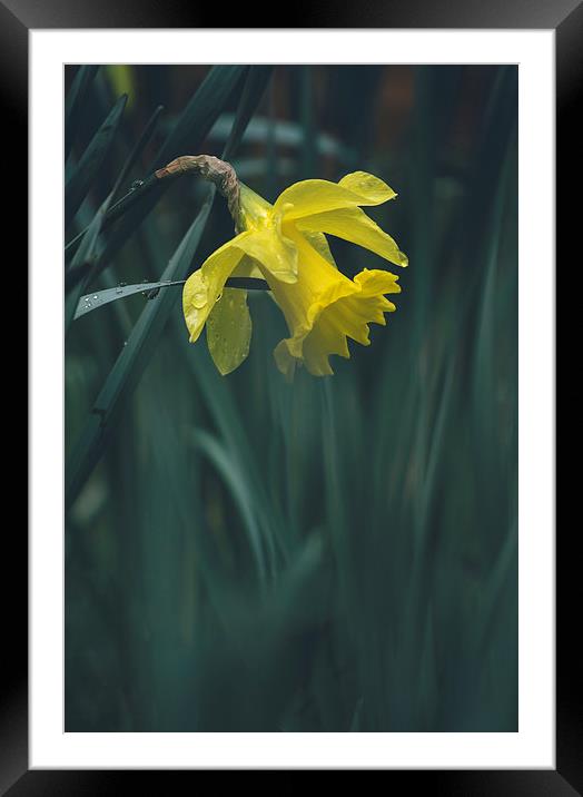 Wild yellow Daffodil. Framed Mounted Print by Liam Grant