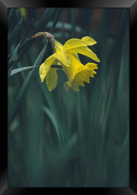 Wild yellow Daffodil. Framed Print by Liam Grant