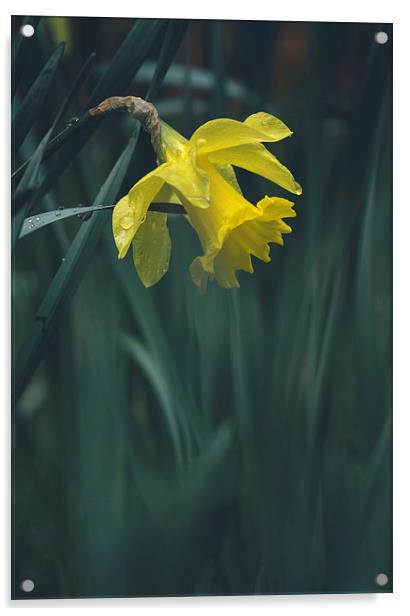 Wild yellow Daffodil. Acrylic by Liam Grant