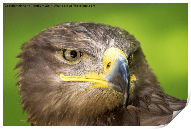 Steppe Eagle Print by Keith Thorburn EFIAP/b