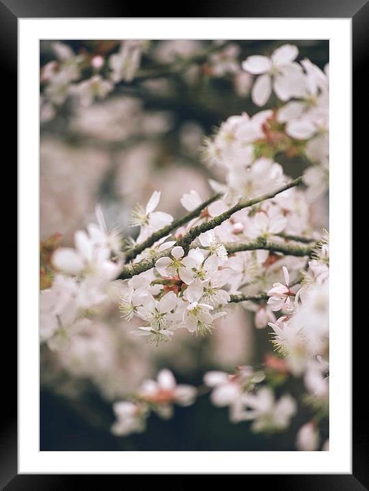 Spring blossom. Framed Mounted Print by Liam Grant