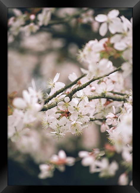 Spring blossom. Framed Print by Liam Grant