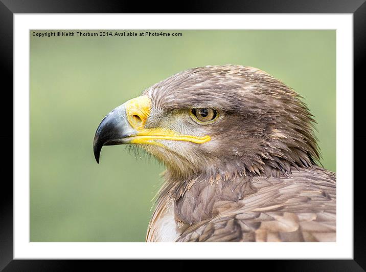 Steppe Eagle Framed Mounted Print by Keith Thorburn EFIAP/b