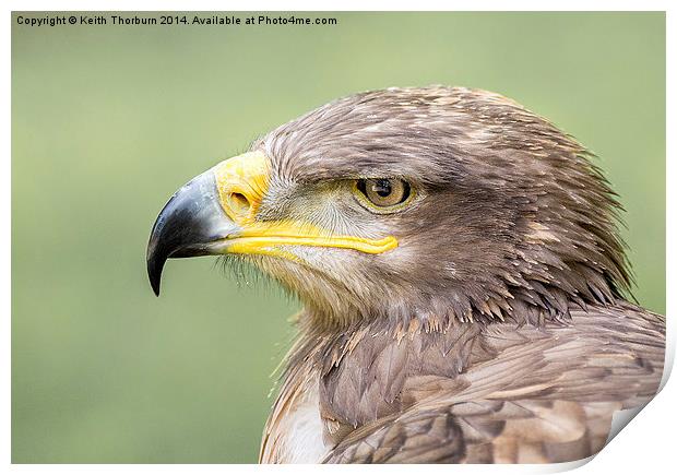 Steppe Eagle Print by Keith Thorburn EFIAP/b