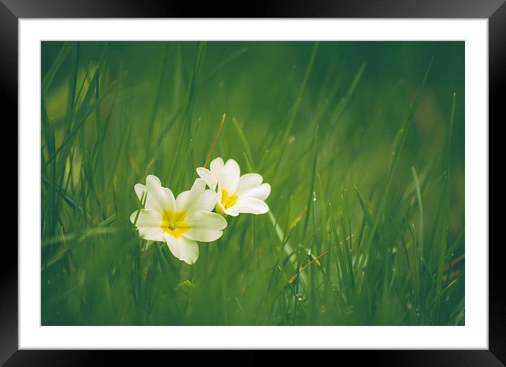 Wild Primrose flowers among grass. Framed Mounted Print by Liam Grant
