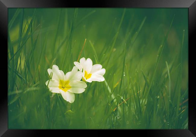Wild Primrose flowers among grass. Framed Print by Liam Grant