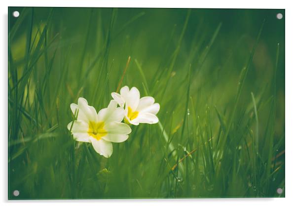 Wild Primrose flowers among grass. Acrylic by Liam Grant