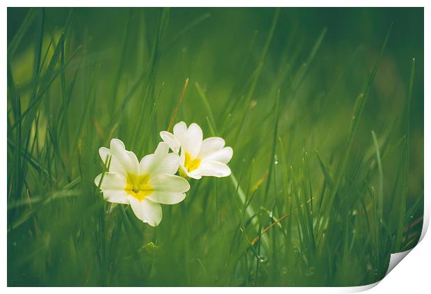 Wild Primrose flowers among grass. Print by Liam Grant