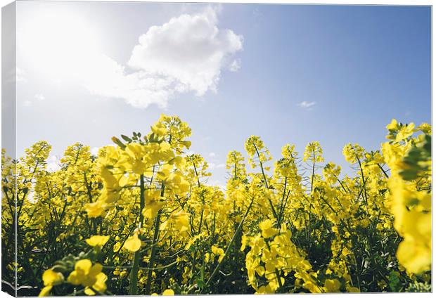 Field of Rapeseed (Canola) against sunlit blue sky Canvas Print by Liam Grant
