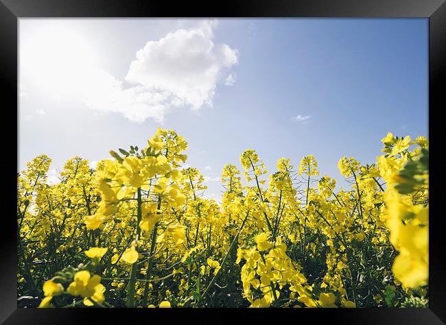 Field of Rapeseed (Canola) against sunlit blue sky Framed Print by Liam Grant