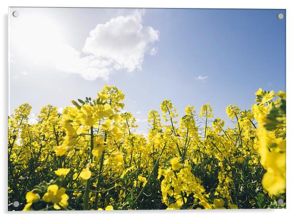 Field of Rapeseed (Canola) against sunlit blue sky Acrylic by Liam Grant