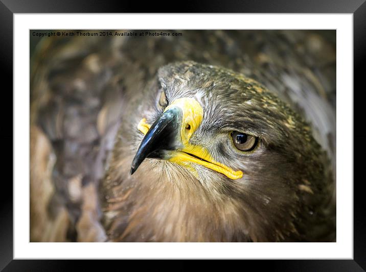 Steppe Eagle Framed Mounted Print by Keith Thorburn EFIAP/b