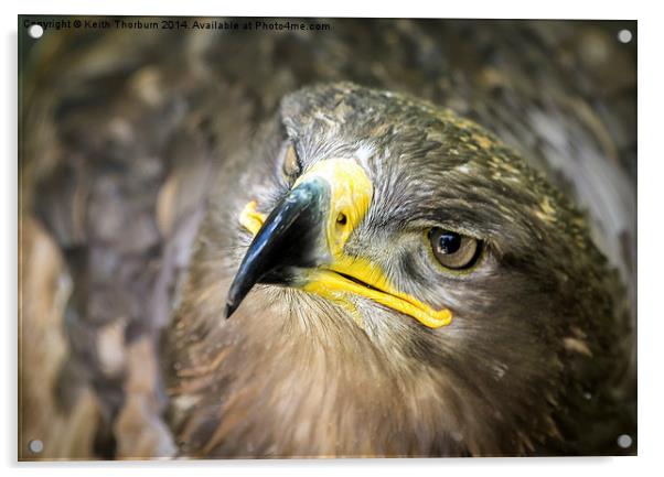 Steppe Eagle Acrylic by Keith Thorburn EFIAP/b