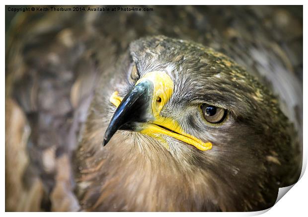Steppe Eagle Print by Keith Thorburn EFIAP/b