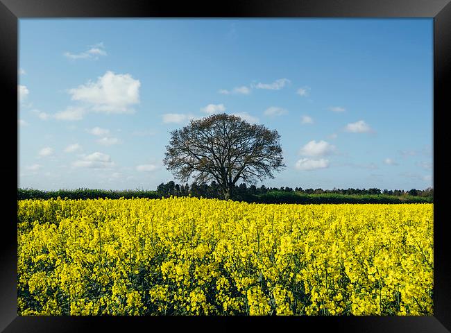 Field of Rapeseed (Canola) and tree against a sunl Framed Print by Liam Grant
