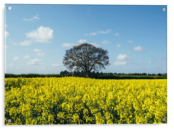 Field of Rapeseed (Canola) and tree against a sunl Acrylic by Liam Grant