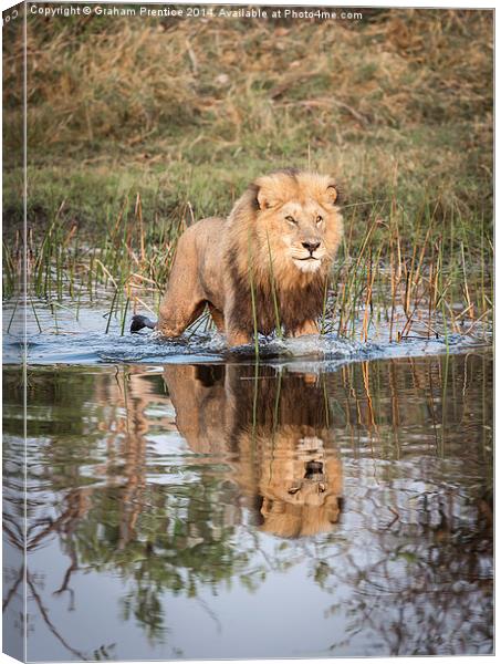 Lion On Hunt Canvas Print by Graham Prentice