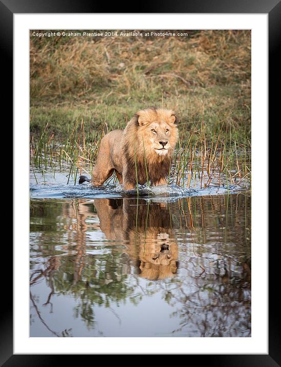 Lion On Hunt Framed Mounted Print by Graham Prentice