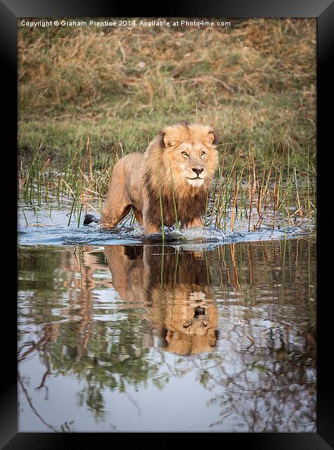 Lion On Hunt Framed Print by Graham Prentice