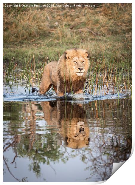 Lion On Hunt Print by Graham Prentice