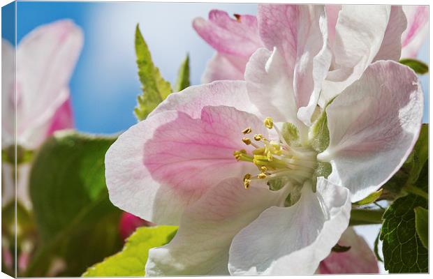 Delicate Spring Apple Blosssom Canvas Print by James Bennett (MBK W