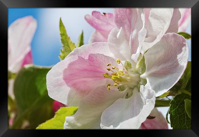 Delicate Spring Apple Blosssom Framed Print by James Bennett (MBK W