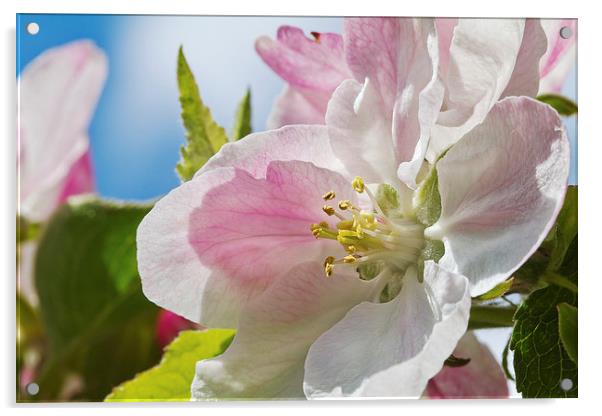 Delicate Spring Apple Blosssom Acrylic by James Bennett (MBK W