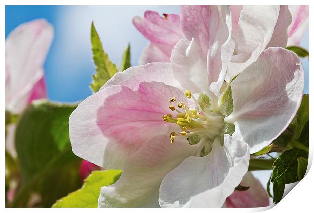 Delicate Spring Apple Blosssom Print by James Bennett (MBK W